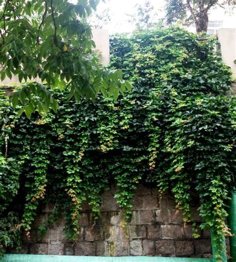 藤蔓植物爬藤類植物圖鑑|50種適合台灣種植的藤蔓植物の目錄圖鑑及栽培管理指。